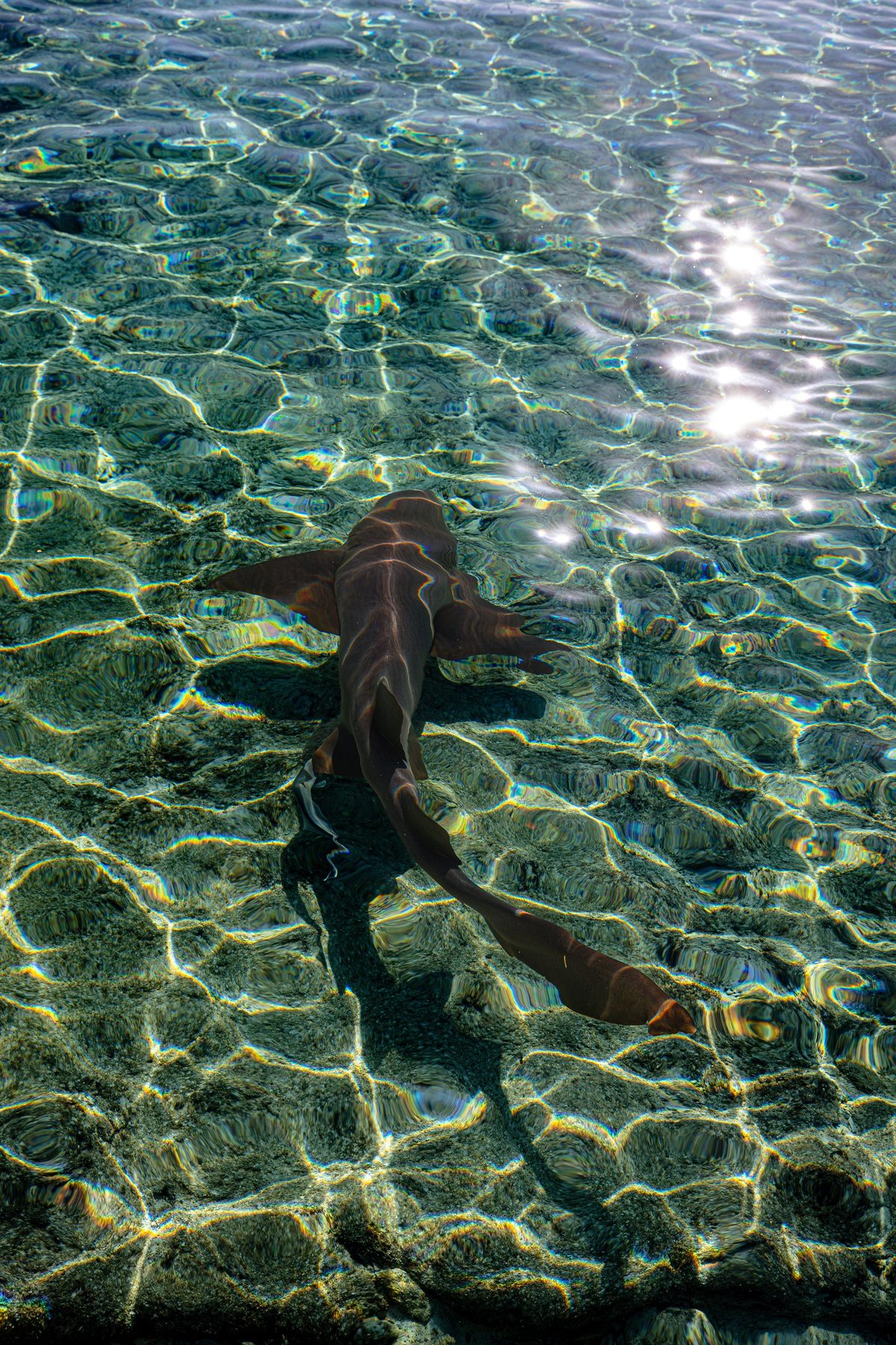 Nurse shark caustic light